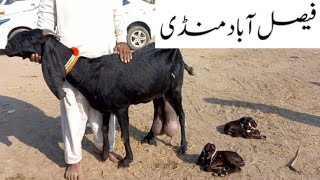 Faisalabad Bakra Mandi  New Update  FM Animals 030066982846•12•2023 [upl. by Sisxela]