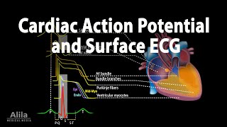 Correlation between Cardiac Action Potential and ECG Animation [upl. by Routh]