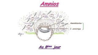 EMBRYOLOGIE Cordon ombilical et amnios [upl. by Elehcin483]