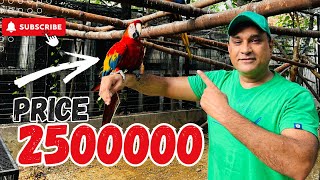 World Biggest Macaw Parrots Breeding Farm  Macaw Parrot Price in Pakistan [upl. by Weinshienk]