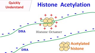 Histone Acetylation [upl. by Introk]