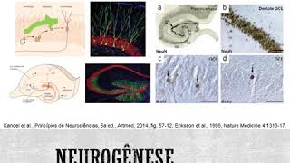 Neurofisiologia  Plasticidade neural Recuperação póslesão no adulto [upl. by Einon179]