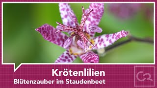 Krötenlilien Tricyrtis – Blütenzauber im Staudenbeet [upl. by Ajiam]