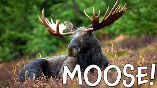 Moose Moose Facts for Kids [upl. by Sanger]