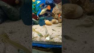 🐠 my fish tank guppy fish babyfish guppyfish [upl. by Fidellas]