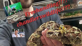 Chandlers Reptiles  Reptile community RANT [upl. by Leiria461]