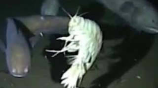 Facts The Supergiant Amphipod Alicella gigantea [upl. by Cadmar123]