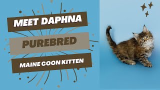 Purebred Maine Coon Kitten  Available for Adoption  Reputable Breeders Near You [upl. by Amak880]