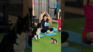 Que maldade🐶shortsvideo dog bordercollie lovingkindness pets dogmanners doglover corgi [upl. by Ahsi72]