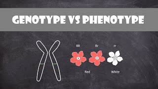 Difference between Genotype and Phenotype  Genetics [upl. by Jolda518]