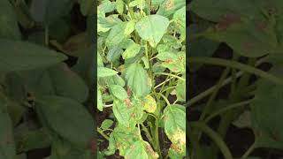 Cercospora leaf spot of Sesame  PART 3 [upl. by Blumenfeld484]