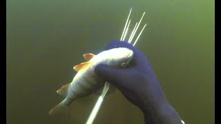 397 Freshwater Spearfishing How to catch fish with a pole spear paralyzer tip [upl. by Boor]