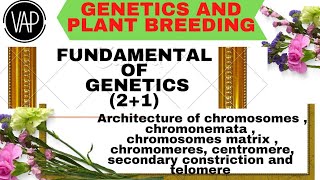 Architecture Of Chromosome Chromere Chromosome Matrix Centromere Secondary Constrction And Telomere [upl. by Geesey]