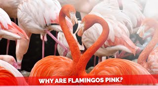 Why Are Flamingos Pink [upl. by Nangem706]