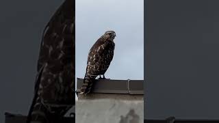 Juvenile Redshouldered Hawk Chased off by Crows  9242024 [upl. by Alleira300]