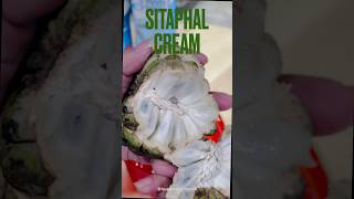 Sitaphal cream Cutard Apple cream…Haji Ali famous Sitaphal cream…Must try🫶 [upl. by Dryden]