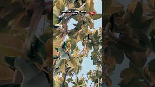 Las magnolias son hermosas🥰 shortvideo nature [upl. by Haroppiz287]