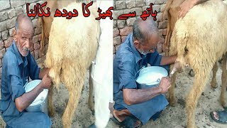 How To Get Milk From A Sheep In Dessii Style  Sheap Milking By Hand [upl. by Nnayt]