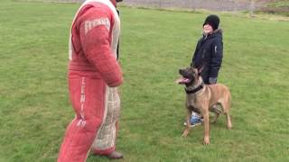 personal  family protection dog training [upl. by Carmen]