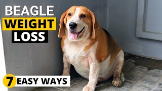 7 Ways to Help your Overweight Beagle Lose Weight [upl. by Trula]