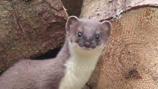 Springendes Hermelin  Jumping Stoat [upl. by Brook617]