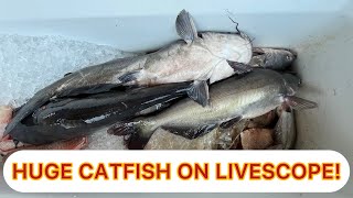 HUGE Livescope CATFISH on Bayou Manchac livecatfishing garmin livescope fishing [upl. by Burd721]