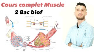 Cours complet Muscle 2 Bac [upl. by Auhso]