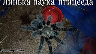 Линька паукаптицееда Brachypelma albopilosum [upl. by Arteid556]