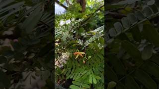 Flowers on my tamarind bonsai sampalocbonsai bonsai tamarind bonsaitree bonsaitreesforbeginners [upl. by Eidnarb]