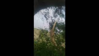 Savannah monitor jumps from tree [upl. by Lavina316]