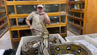 ANGRY RETICULATED PYTHON with EGGs at Prehistoric Pets [upl. by Ydal]