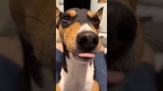 Beautiful Basenji Zinga Ray dog doglover beautiful barklessdog barkless [upl. by Yelak]