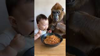 Baby and gorilla share fried noodles cute lovely love gorilla baby animalsshorts [upl. by Ahsekam]