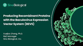 Producing Recombinant Proteins with the Baculovirus Expression Vector System BEVS [upl. by Mollie]