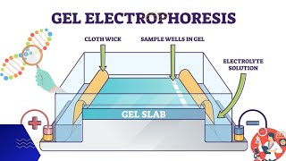 Electrophoresis  Gel electrophoresis technique  3d animation [upl. by Glendon]