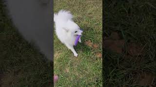 Japanese Spitzs favorite game on a walk 😊 dogwalk dogwalking japanesespitz dog [upl. by Tereb]