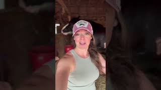 Homemade Fly Spray Natural and Hypoallergenic for Horses Livestock [upl. by Cara]