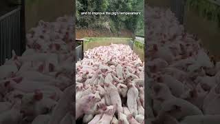 Farmer Performs Piglet Castration Process on the Farm [upl. by Burgwell]