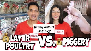 PIGGERY VS LAYER POULTRY BUSINESS  PHILIPPINES  WHICH IS BETTER [upl. by Myrtie]