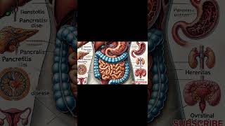 How Your Digestive System Actually Works Animation [upl. by Aisorbma798]