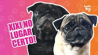 💩Como ensinar o cachorro fazer xixi e cocô no lugar certo  Amigo Pug [upl. by Enitselec]