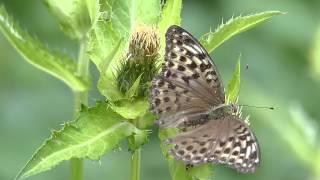 Kaisermantel Argynnis paphia f valesina [upl. by Vere]