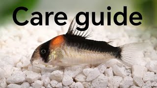 watch this before buying corydoras Cory Catfish care guide  Jakub Lis [upl. by Kalikow739]