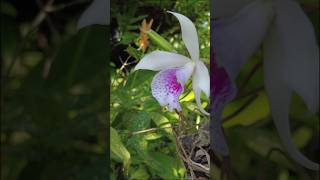 Hermosas orquídeas 😲😲virales orquideas huerto jardines [upl. by Nnayr260]