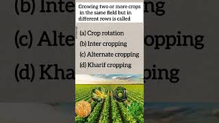 Growing two or more crops in same field cropping [upl. by Chrissa]