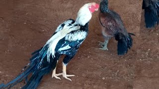 Parrot Beak Long Tail AseelAmazing Breeding farm 00187 [upl. by Leidba]