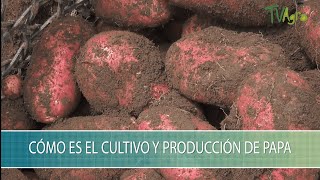 Como es el Cultivo y Produccion Papa  TvAgro por Juan Gonzalo Angel Restrepo [upl. by Atikel]