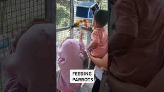 FEEDING PARROT [upl. by Aenel]