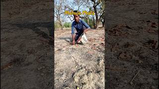 Mahua Flowers Collecting Madhuca indica Mahua longifolia [upl. by Nnylhtak341]