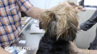 Final Video How to detick dogs using Bayticol tick wash [upl. by Asilahs223]